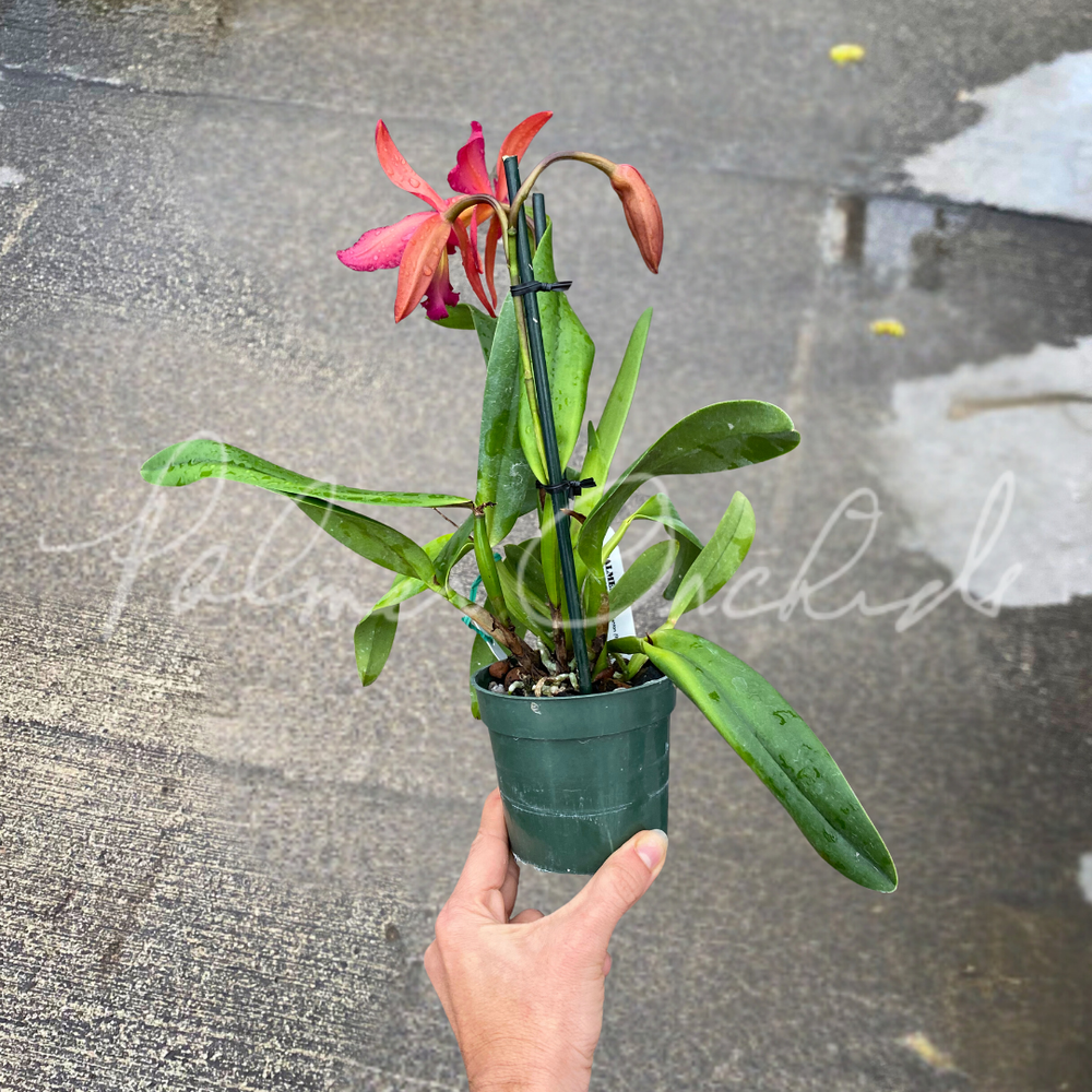 Rth. Star Fire-Rubescent Fire — Palmer Orchids